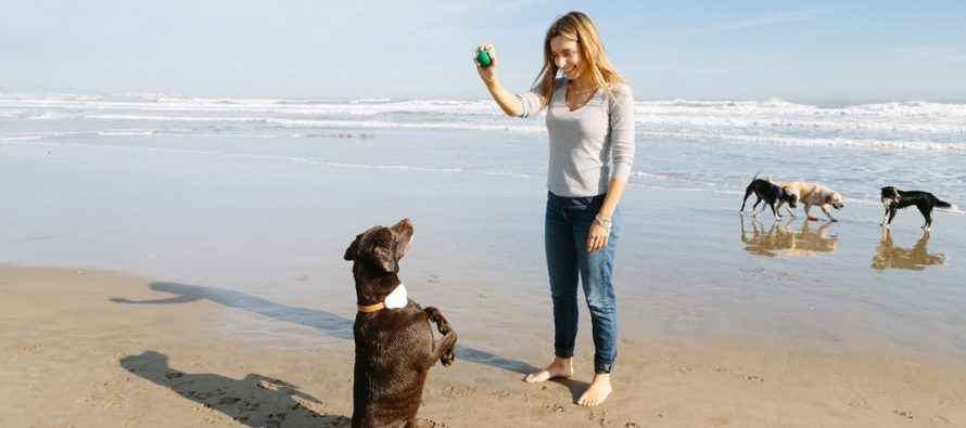 Innovador geolocalizador de mascotas que cuida de su salud y adiestra con ultrasonidos