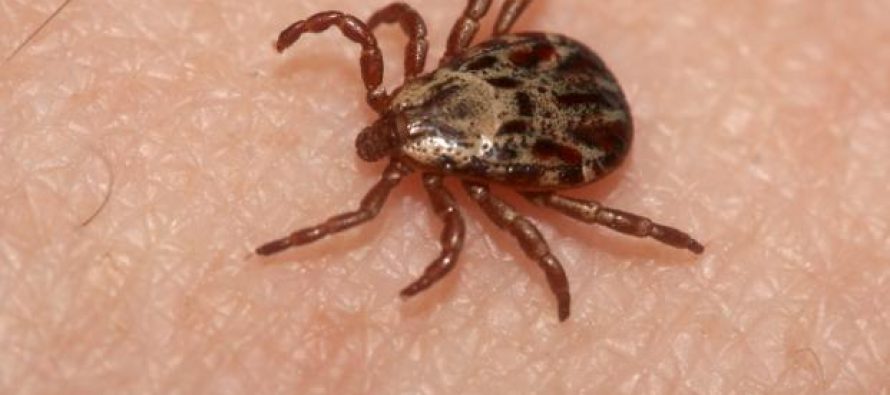 Sanidad ha detectado garrapatas asociadas a la fiebre hemorrágica de Crimea-Congo