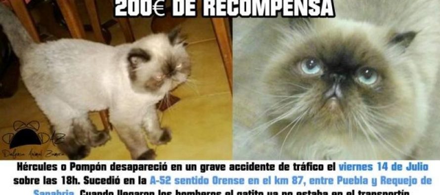 Recompensan con 200 euros si localizan al gato desparecido en la A-52