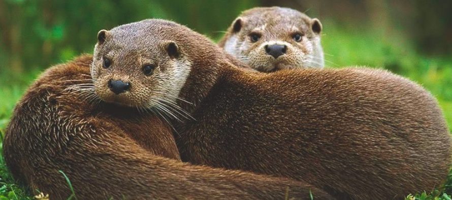 Incremento de animales que han llegado al CRAS de Villaralbo