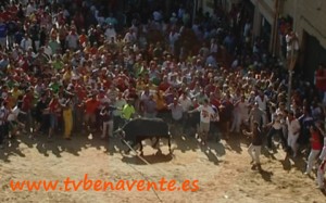 Toro enmaromado 2011