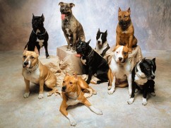 pitbulls
