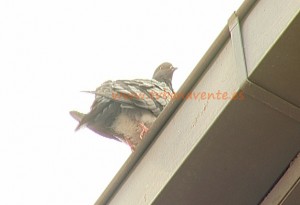 palomas