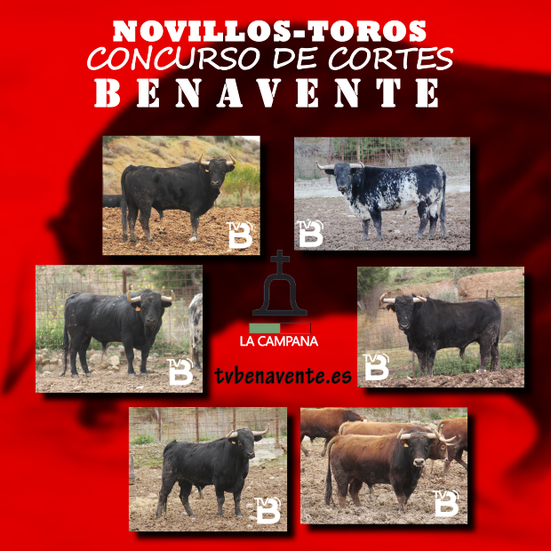 NOVILLOS CONCURSO CORTES 2013