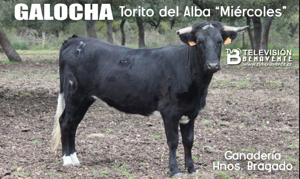 TORITO ALBA MIERCOLES - GALOCHA