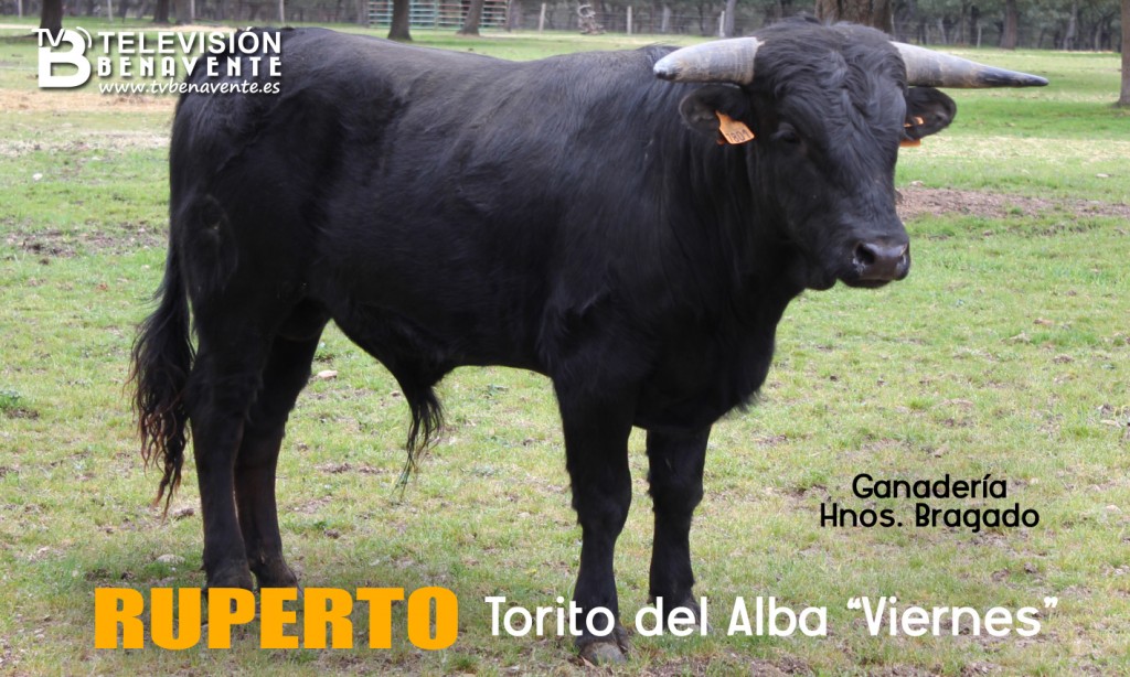 TORITO ALBA VIERNES - RUPERTO