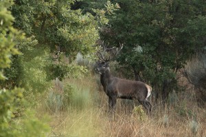 sierra de la culebra