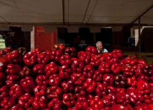 pimientos-de-los-valles-de-benavente