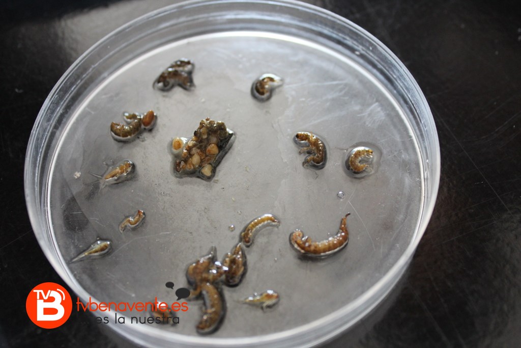 Macroinvertebrados