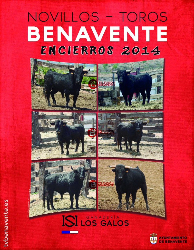 toros novillos encierros toro benavente 2014 - ganaderia los galos