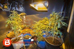 plantas MARIHUANA