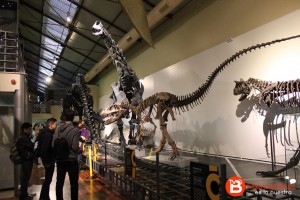 Réplicas de esqueletos de dinosaurios