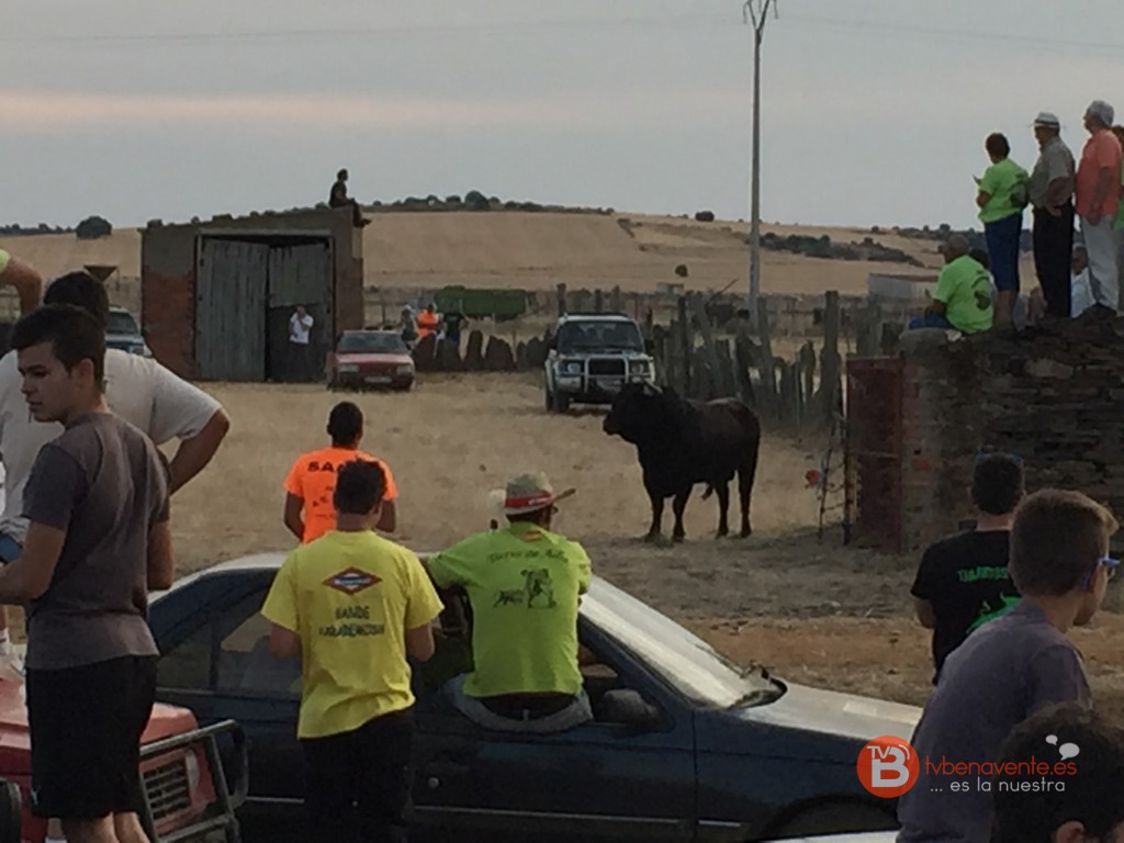 Encierro Carbajales de Alba 2015