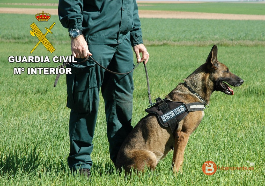 Perro detector de cebos envenenados