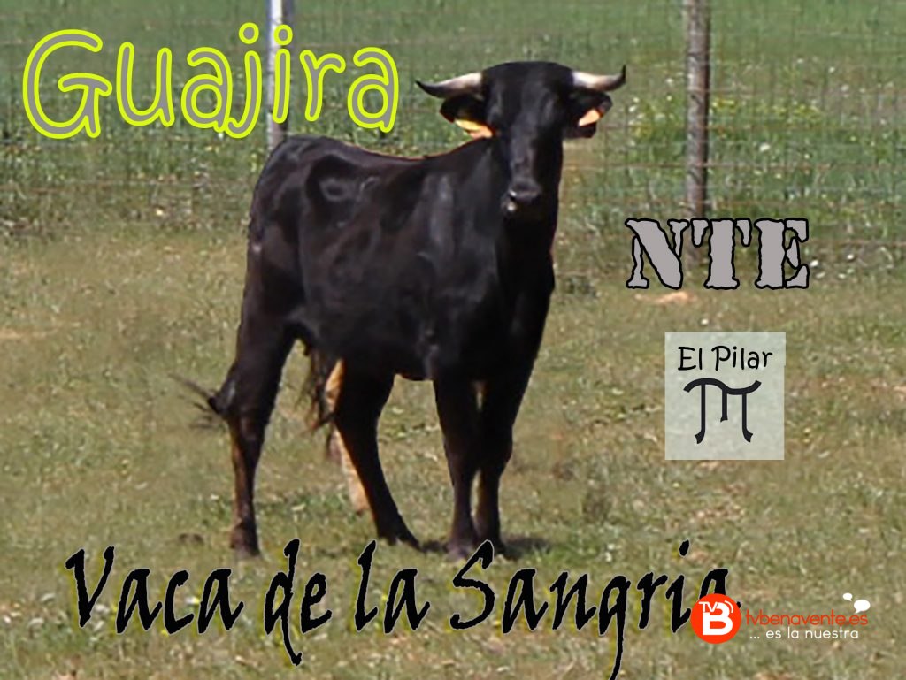 VACA DE LA SANGRIA 2016 - GUAJIRA - NTE - NO TE EMBALES