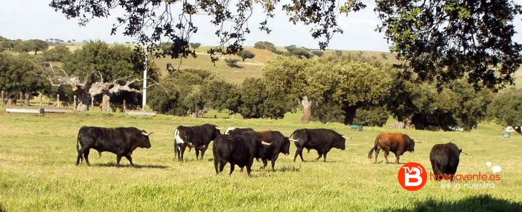 Escapada de novillos en Matilla de Arzon