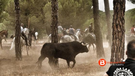 toro-pena-inicio-u101082391038wd-560x315abc