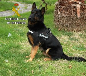 foto-perro-detector-droga