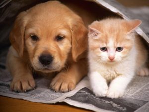perros-y-gatos